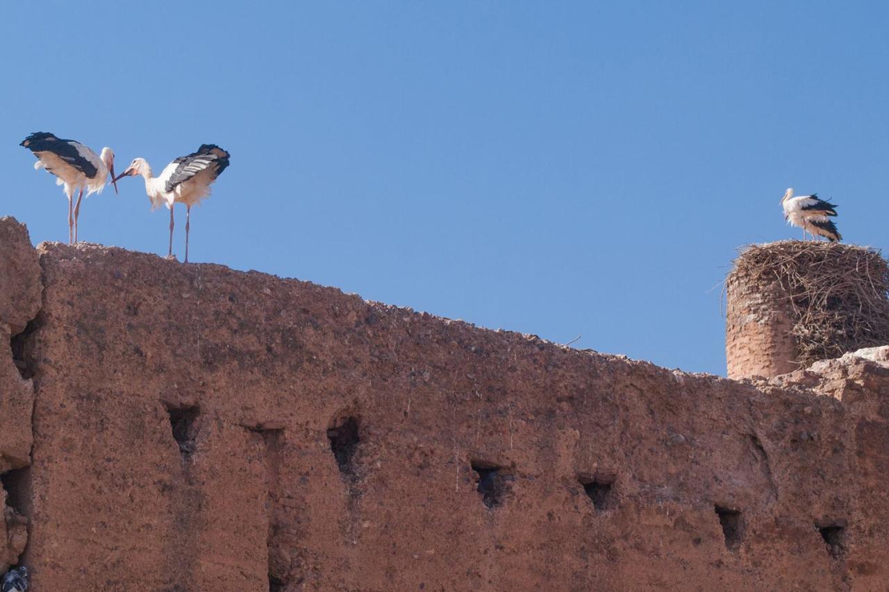 Riad Of The Storks - Exclusive Use For Up To 17 Persons Hotel Marrakesh Bagian luar foto